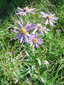 Filename=136_04_07bb_gorska_nebina__Aster_amellus_DSC03467.jpg
Filesize=284KB
Dimensions=675x900
Date added=Mar 22, 2009 136_04_07bb_gorska_nebina__Aster_amellus_DSC03467.jpg