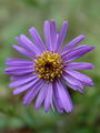 Filename=136_04_07bc_gorska_nebina_Aster_amellus_DSC02485.jpg
Filesize=117KB
Dimensions=675x900
Date added=Mar 22, 2009 136_04_07bc_gorska_nebina_Aster_amellus_DSC02485.jpg