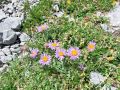 Filename=136_04_08ca_Nebina_alpska_Aster_alpinus_2014_07060019.jpg
Filesize=410KB
Dimensions=900x675
Date added=Jan 05, 2015 136_04_08ca_Nebina_alpska_Aster_alpinus_2014_07060019.jpg