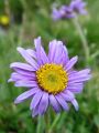 Filename=136_04_08cc_Nebina_alpska_Aster_alpinus_cc.jpg
Filesize=142KB
Dimensions=675x900
Date added=Jun 10, 2011 136_04_08cc_Nebina_alpska_Aster_alpinus_cc.jpg