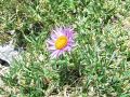 Filename=136_04_08cd_Nebina_alpska_Aster_alpinus_2014_07060022.jpg
Filesize=384KB
Dimensions=900x675
Date added=Jan 05, 2015 136_04_08cd_Nebina_alpska_Aster_alpinus_2014_07060022.jpg