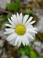 Filename=136_04_09bd_Nebina_marjeticasta_Aster_bellidiastrum_DSC00792.jpg
Filesize=150KB
Dimensions=675x900
Date added=Aug 03, 2012 136_04_09bd_Nebina_marjeticasta_Aster_bellidiastrum_DSC00792.jpg