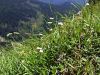 Filename=136_04_09ca_nebina_marjeticasta_Aster_bellidiastrum_IMG_2139a.jpg
Filesize=406KB
Dimensions=900x675
Date added=Oct 22, 2016 136_04_09ca_nebina_marjeticasta_Aster_bellidiastrum_IMG_2139a.jpg