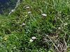 Filename=136_04_09cb_nebina_marjeticasta_Aster_bellidiastrum_IMG_2137a.jpg
Filesize=480KB
Dimensions=900x675
Date added=Oct 22, 2016 136_04_09cb_nebina_marjeticasta_Aster_bellidiastrum_IMG_2137a.jpg