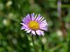 Filename=136_04_09cc_nebina_marjeticasta_Aster_bellidiastrum_IMG_2138a.jpg
Filesize=194KB
Dimensions=900x675
Date added=Oct 22, 2016 136_04_09cc_nebina_marjeticasta_Aster_bellidiastrum_IMG_2138a.jpg