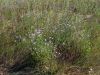 Filename=136_04_10ca_nebina_obmorska_Aster_tripolium_subsp__longicaulis_IMG_9725.jpg
Filesize=305KB
Dimensions=900x675
Date added=Oct 03, 2016 136_04_10ca_nebina_obmorska_Aster_tripolium_subsp__longicaulis_IMG_9725.jpg