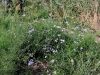 Filename=136_04_10cb_nebina_obmorska_Aster_tripolium_subsp__longicaulis_IMG_9690.jpg
Filesize=304KB
Dimensions=900x675
Date added=Oct 03, 2016 136_04_10cb_nebina_obmorska_Aster_tripolium_subsp__longicaulis_IMG_9690.jpg