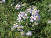 Filename=136_04_10cd_nebina_obmorska_Aster_tripolium_subsp__longicaulis_IMG_9691.JPG
Filesize=301KB
Dimensions=900x675
Date added=Oct 03, 2016 136_04_10cd_nebina_obmorska_Aster_tripolium_subsp__longicaulis_IMG_9691.JPG
