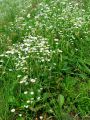 Filename=136_05_01ab_Suholetnica_enoletna_Erigeron_annuus_2010_08210047.jpg
Filesize=360KB
Dimensions=675x900
Date added=Jun 07, 2011 136_05_01ab_Suholetnica_enoletna_Erigeron_annuus_2010_08210047.jpg