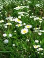 Filename=136_05_01ac_Suholetnica_enoletna_Erigeron_annuus_2010_08210049.jpg
Filesize=206KB
Dimensions=675x900
Date added=Jun 07, 2011 136_05_01ac_Suholetnica_enoletna_Erigeron_annuus_2010_08210049.jpg