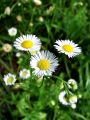 Filename=136_05_01ad_Suholetnica_enoletna_Erigeron_annuus_2010_08210048.jpg
Filesize=153KB
Dimensions=675x900
Date added=Jun 07, 2011 136_05_01ad_Suholetnica_enoletna_Erigeron_annuus_2010_08210048.jpg