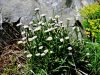 Filename=136_05_05ba_suholetnica_mnogolična_Erigeron_glabratus_IMG_2909a.jpg
Filesize=325KB
Dimensions=900x675
Date added=Nov 25, 2020 136_05_05ba_suholetnica_mnogolična_Erigeron_glabratus_IMG_2909a.jpg