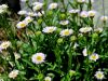 Filename=136_05_05bb_suholetnica_mnogolična_Erigeron_glabratus_IMG_2912a.jpg
Filesize=239KB
Dimensions=900x675
Date added=Nov 25, 2020 136_05_05bb_suholetnica_mnogolična_Erigeron_glabratus_IMG_2912a.jpg