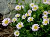 Filename=136_05_05bc_suholetnica_mnogolična_Erigeron_glabratus_IMG_2915a.jpg
Filesize=202KB
Dimensions=900x675
Date added=Nov 25, 2020 136_05_05bc_suholetnica_mnogolična_Erigeron_glabratus_IMG_2915a.jpg
