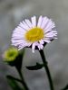 Filename=136_05_05bd_suholetnica_mnogolična_Erigeron_glabratus_IMG_2914a.jpg
Filesize=140KB
Dimensions=675x900
Date added=Nov 25, 2020 136_05_05bd_suholetnica_mnogolična_Erigeron_glabratus_IMG_2914a.jpg