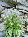 136_05_05ca_Suholetnica_mnogolicna_ca_Erigeron_glabratus_DSC03563.jpg