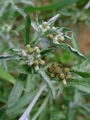 Filename=136_11_01bc_mocevna_molova_roza__Filaginella_uliginosa_DSC00018.jpg
Filesize=145KB
Dimensions=675x900
Date added=Mar 22, 2009 136_11_01bc_mocevna_molova_roza__Filaginella_uliginosa_DSC00018.jpg