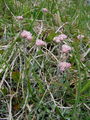 Filename=136_14_01ba_navadna_majnica_1_Antennaria_dioica.jpg
Filesize=288KB
Dimensions=675x900
Date added=Mar 22, 2009 136_14_01ba_navadna_majnica_1_Antennaria_dioica.jpg