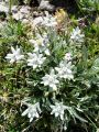 136_15_01ca_Planika_Leontopodium_alpinum_ca.jpg