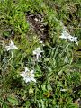 136_15_01cb_Planika_Leontopodium_alpinum_DSC01578.jpg
