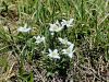136_15_01cd_planika_Leontopodium_alpinum_IMG_2776a.jpg