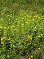 136_18_01ba_srcastolistna_bolhaca_Pulicaria_dysenterica_DSC01856.jpg