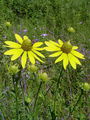 Filename=136_26_03bc_deljenolistna_rudbekija_Rudbeckia_laciniata_1c.jpg
Filesize=260KB
Dimensions=675x900
Date added=Mar 22, 2009 136_26_03bc_deljenolistna_rudbekija_Rudbeckia_laciniata_1c.jpg