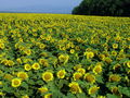 Filename=136_27_01ba_navadna_soncnica_Helianthus_annuus_DSC00858.jpg
Filesize=368KB
Dimensions=900x675
Date added=Mar 22, 2009 136_27_01ba_navadna_soncnica_Helianthus_annuus_DSC00858.jpg