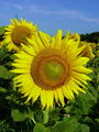Filename=136_27_01bc_navadna_soncnica_Helianthus_annuus_DSC00867.jpg
Filesize=245KB
Dimensions=675x900
Date added=Mar 22, 2009 136_27_01bc_navadna_soncnica_Helianthus_annuus_DSC00867.jpg