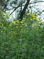 Filename=136_27_02ba_laska_repa,_topinambur_Helianthus_tuberosus.jpg
Filesize=320KB
Dimensions=675x900
Date added=Mar 22, 2009 136_27_02ba_laska_repa,_topinambur_Helianthus_tuberosus.jpg