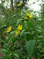 Filename=136_27_02bb_laska_repa,_topinambur_Helianthus_tuberosus.jpg
Filesize=207KB
Dimensions=675x900
Date added=Mar 22, 2009 136_27_02bb_laska_repa,_topinambur_Helianthus_tuberosus.jpg