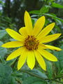 Filename=136_27_02bc_laska_repa,_topinambur_Helianthus_tuberosus.jpg
Filesize=165KB
Dimensions=675x900
Date added=Mar 22, 2009 136_27_02bc_laska_repa,_topinambur_Helianthus_tuberosus.jpg