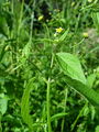 Filename=136_31_01ba_drobnocvetni_rogovilcek_Galinsoga_parviflora_DSC01684.jpg
Filesize=179KB
Dimensions=675x900
Date added=Mar 22, 2009 136_31_01ba_drobnocvetni_rogovilcek_Galinsoga_parviflora_DSC01684.jpg