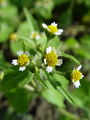 Filename=136_31_02bc_vejicati_rogovilcek_Galinsoga_ciliata.jpg
Filesize=132KB
Dimensions=675x900
Date added=Mar 22, 2009 136_31_02bc_vejicati_rogovilcek_Galinsoga_ciliata.jpg