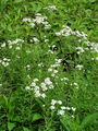 Filename=136_34_03ba_pehtranov_rman_Achillea_ptarmica_DSC01731.jpg
Filesize=321KB
Dimensions=675x900
Date added=Mar 22, 2009 136_34_03ba_pehtranov_rman_Achillea_ptarmica_DSC01731.jpg