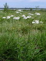 Filename=136_34_03bb_pehtranov_rman_Achillea_ptarmica_DSC01734.jpg
Filesize=260KB
Dimensions=675x900
Date added=Mar 22, 2009 136_34_03bb_pehtranov_rman_Achillea_ptarmica_DSC01734.jpg