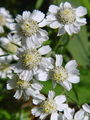 Filename=136_34_03bc_pehtranov_rman_Achillea_ptarmica.jpg
Filesize=174KB
Dimensions=675x900
Date added=Mar 22, 2009 136_34_03bc_pehtranov_rman_Achillea_ptarmica.jpg