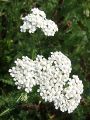 Filename=136_34_06bc_Rman_navadni_Achillea_millefolium_2011_09180008.jpg
Filesize=204KB
Dimensions=675x900
Date added=Jan 08, 2012 136_34_06bc_Rman_navadni_Achillea_millefolium_2011_09180008.jpg