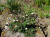 Filename=136_35_01aa_trirobka_nediseca_Matricaria_perforata_IMG_4965a.jpg
Filesize=527KB
Dimensions=900x675
Date added=Oct 30, 2016 136_35_01aa_trirobka_nediseca_Matricaria_perforata_IMG_4965a.jpg