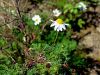 Filename=136_35_01ab_trirobka_nediseca_Matricaria_perforata_IMG_4966a.jpg
Filesize=290KB
Dimensions=900x675
Date added=Oct 30, 2016 136_35_01ab_trirobka_nediseca_Matricaria_perforata_IMG_4966a.jpg