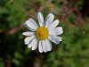Filename=136_35_01ac_trirobka_nediseca_Matricaria_perforata_IMG_4967a.jpg
Filesize=185KB
Dimensions=900x675
Date added=Oct 30, 2016 136_35_01ac_trirobka_nediseca_Matricaria_perforata_IMG_4967a.jpg