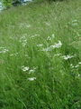 Filename=136_37_02ba_cesuljasti_vratic_Tanacetum_corymbosum_DSC00127.jpg
Filesize=365KB
Dimensions=675x900
Date added=Mar 23, 2009 136_37_02ba_cesuljasti_vratic_Tanacetum_corymbosum_DSC00127.jpg