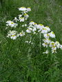 Filename=136_37_02bb_cesuljasti_vraticTanacetum_corymbosum_DSC00122.jpg
Filesize=248KB
Dimensions=675x900
Date added=Mar 23, 2009 136_37_02bb_cesuljasti_vraticTanacetum_corymbosum_DSC00122.jpg
