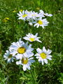 Filename=136_37_02bc_cesuljasti_vratic_Tanacetum_corymbosum_DSC09666.jpg
Filesize=211KB
Dimensions=675x900
Date added=Mar 23, 2009 136_37_02bc_cesuljasti_vratic_Tanacetum_corymbosum_DSC09666.jpg