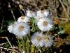 136_40_01af_lapuh_navadni_Tussilago_farfara_IMG_4969a.jpg