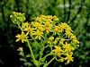 136_47_21cf_grint_sencni_Senecio_umbrosus_IMG_5143aa.jpg