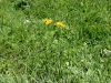 Filename=136_48_06bb_sivica_obirska_Tephroseris_longifolia_IMG_7634a.jpg
Filesize=388KB
Dimensions=900x675
Date added=Oct 29, 2019 136_48_06bb_sivica_obirska_Tephroseris_longifolia_IMG_7634a.jpg