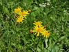 Filename=136_48_06bc_sivica_obirska_Tephroseris_longifolia_IMG_7635a.jpg
Filesize=223KB
Dimensions=900x675
Date added=Oct 29, 2019 136_48_06bc_sivica_obirska_Tephroseris_longifolia_IMG_7635a.jpg