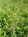 136_50_02ab_Kompava_navadna_Carlina_vulgaris_ab.JPG