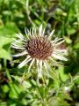 136_50_02ac_Kompava_navadna_Carlina_vulgaris_ac.JPG